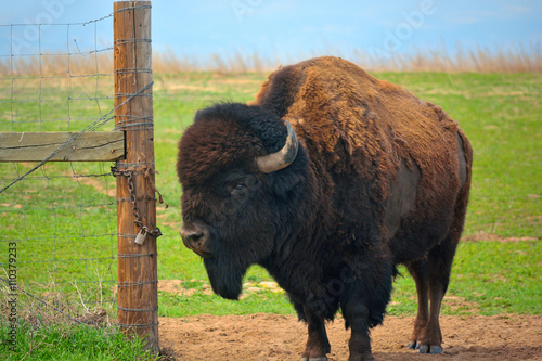 American Bison Buffalo at an Open Fence Gate