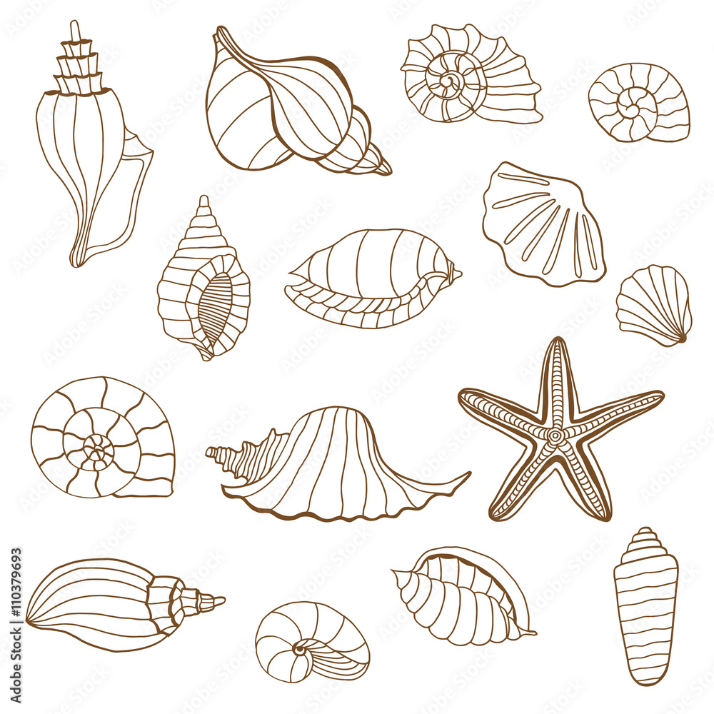 Sea shells. Brown and white Sea shells. Brown and white