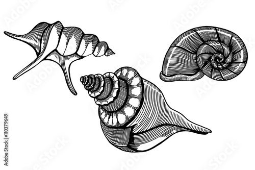 hand drawn sea shells