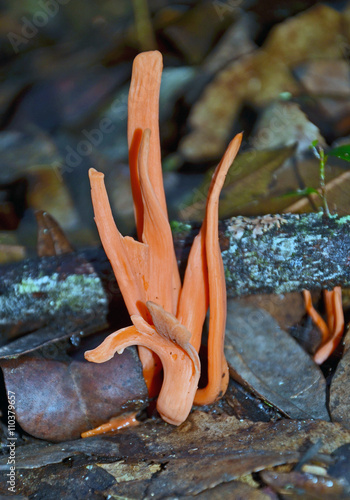 Orange coral fungi (Clavulinopsis sulcata) sprouting in leaf litter on the rainforest floor photo