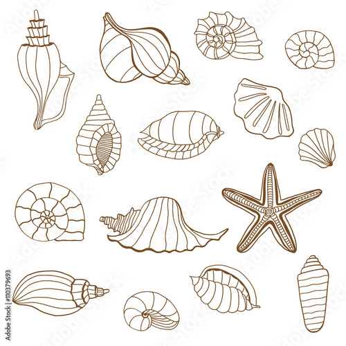 Sea shells. Brown and white