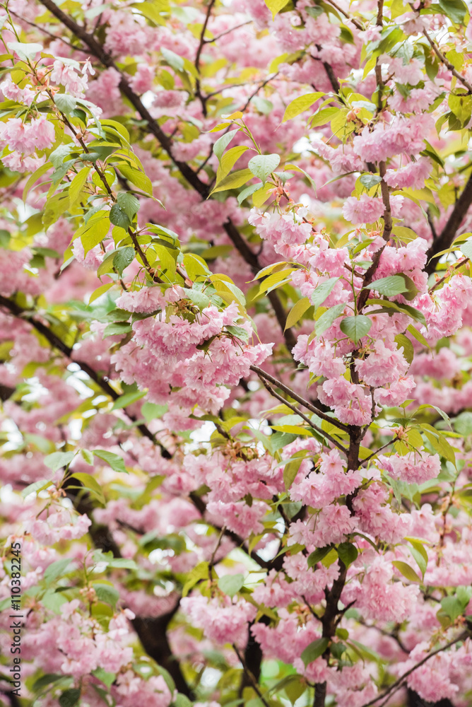 Fototapeta premium spring park