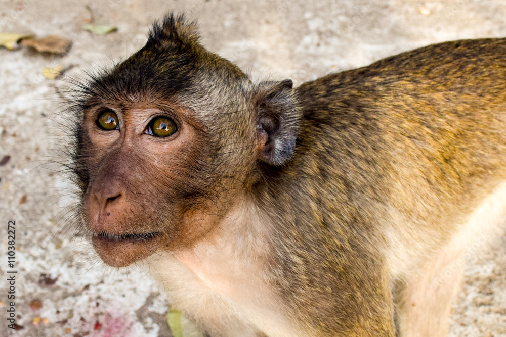Obraz premium Cambodian monkey called a Rhesus macaques staring.