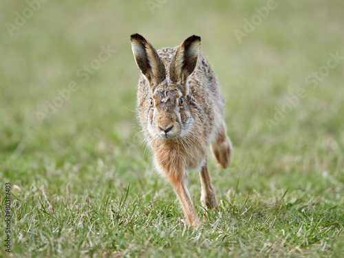 Fotografia, Obraz European hare (Lepus europaeus)