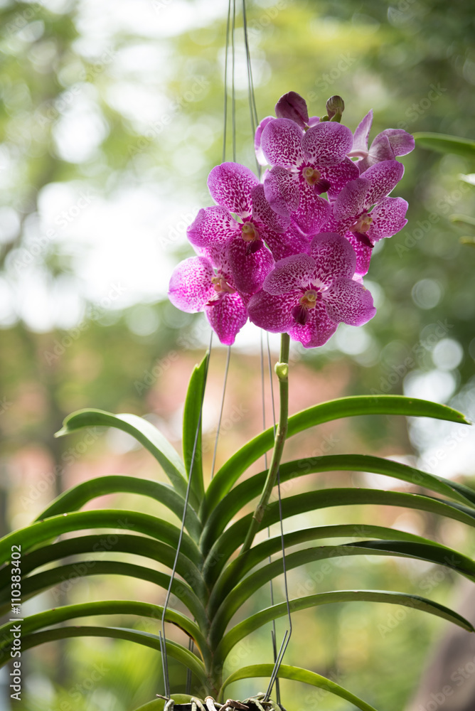 Obraz premium purple orchid with wire hanging