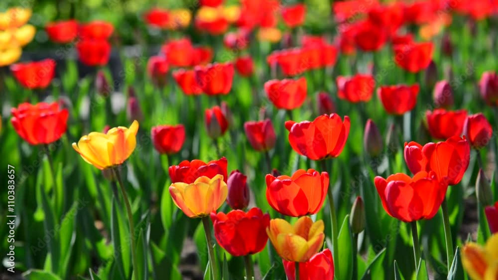 Many varietal red and orange tulips on flowerbed Many varietal red and orange tulips on flowerbed
