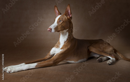 Podenco ibicenco dog in front of brown background photo