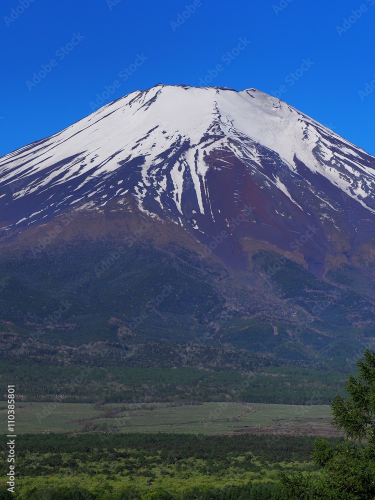 Fototapeta premium 初夏の富士山