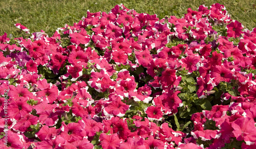 Obraz premium Pink petunia