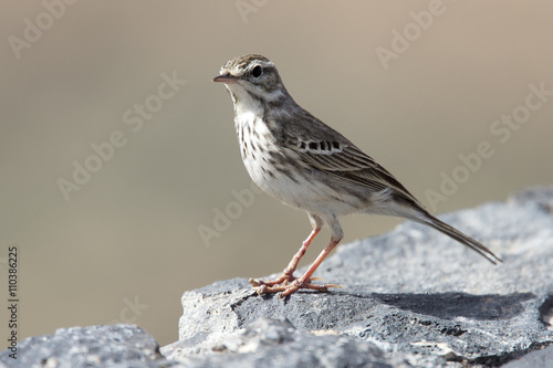 Berthelot's Pipit (Anthus berthelotii berthelotii), Fuertaventura, Canary Islands, Spain photo