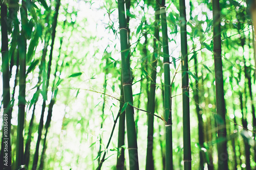 Bamboo grove  bamboo forest natural green background