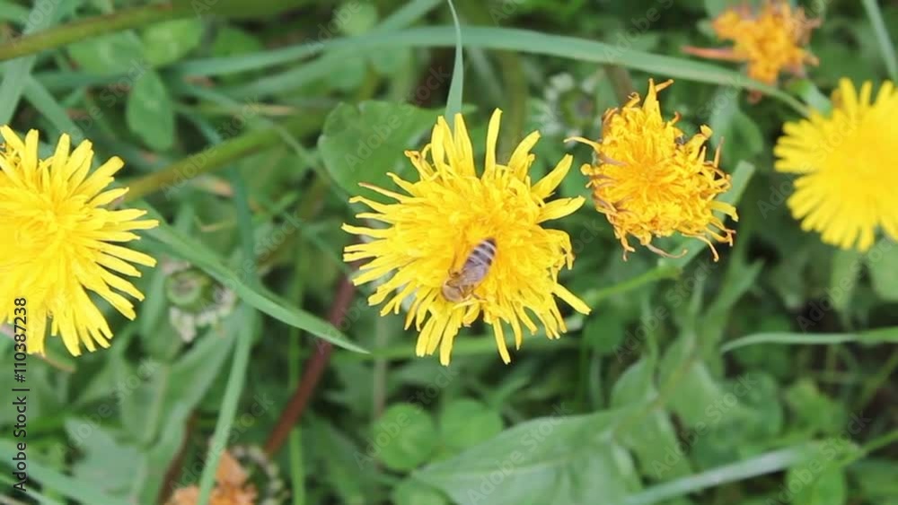 Bee on yellow dandelion in sunny spring day. Location is Carpathian mountains, Ukraine. Bee on yellow dandelion in sunny spring day. Location is Carpathian mountains, Ukraine.