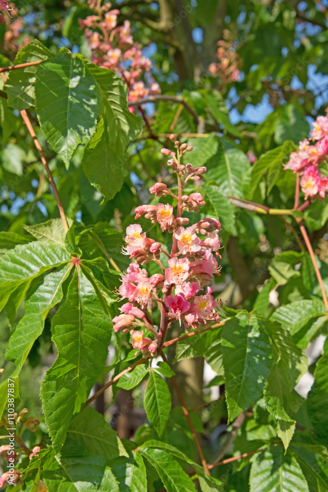 Fleischrote Rosskastanie, Aesculus Fleischrote Rosskastanie, Aesculus