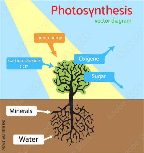 Photosynthesis diagram. Schematic vector illustration of the photosynthetic process. 
