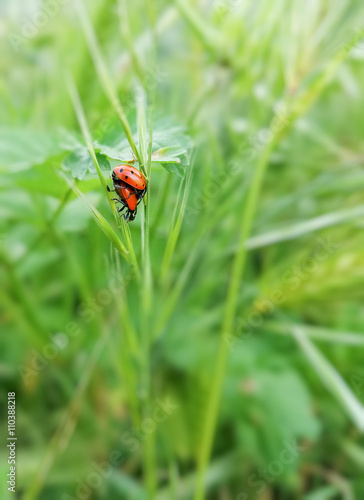 Ladybugs Mating © Dreamframer