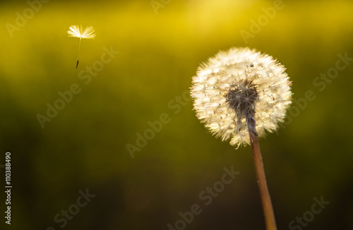 Dandelion Flower Clock and One Seed