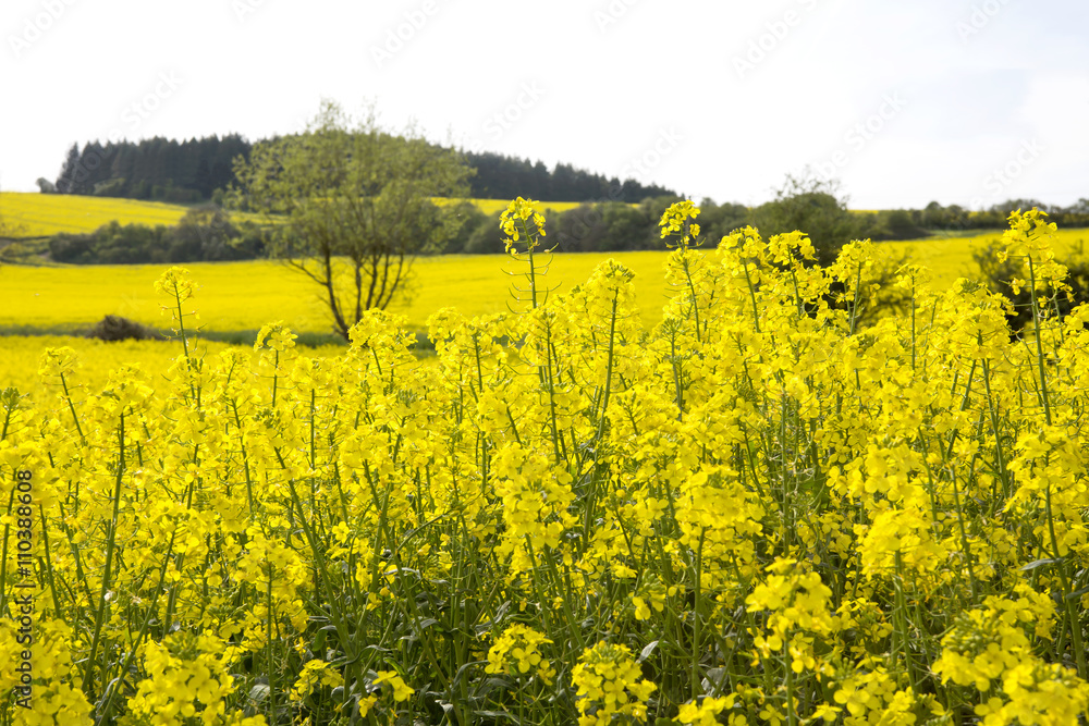 Canola Crop. Late spring, early summer is the time the canola crop comes into its spectacular showing. The yellow of the flower burst onto the countryside in swathes of colour