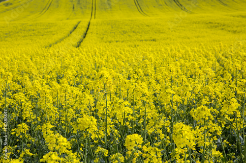Canola Crop. Late spring, early summer is the time the canola crop comes into its spectacular showing. The yellow of the flower burst onto the countryside in swathes of colour