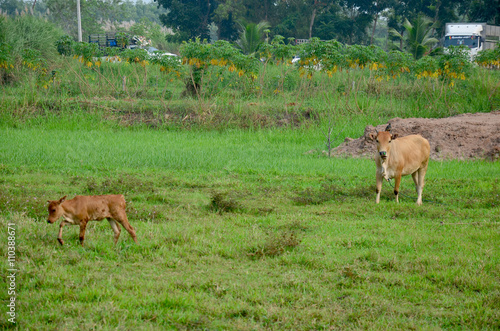 Agriculture Cow Farm
