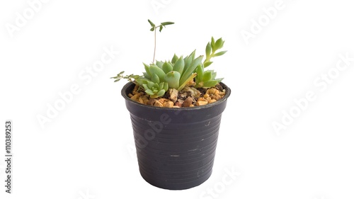 flaming katy plant in pot isolate white background