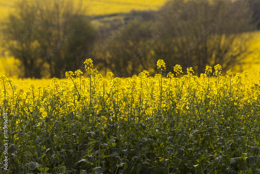 Obraz premium Canola Crop. Late spring, early summer is the time the canola crop comes into its spectacular showing. The yellow of the flower burst onto the countryside is swathes of colour.