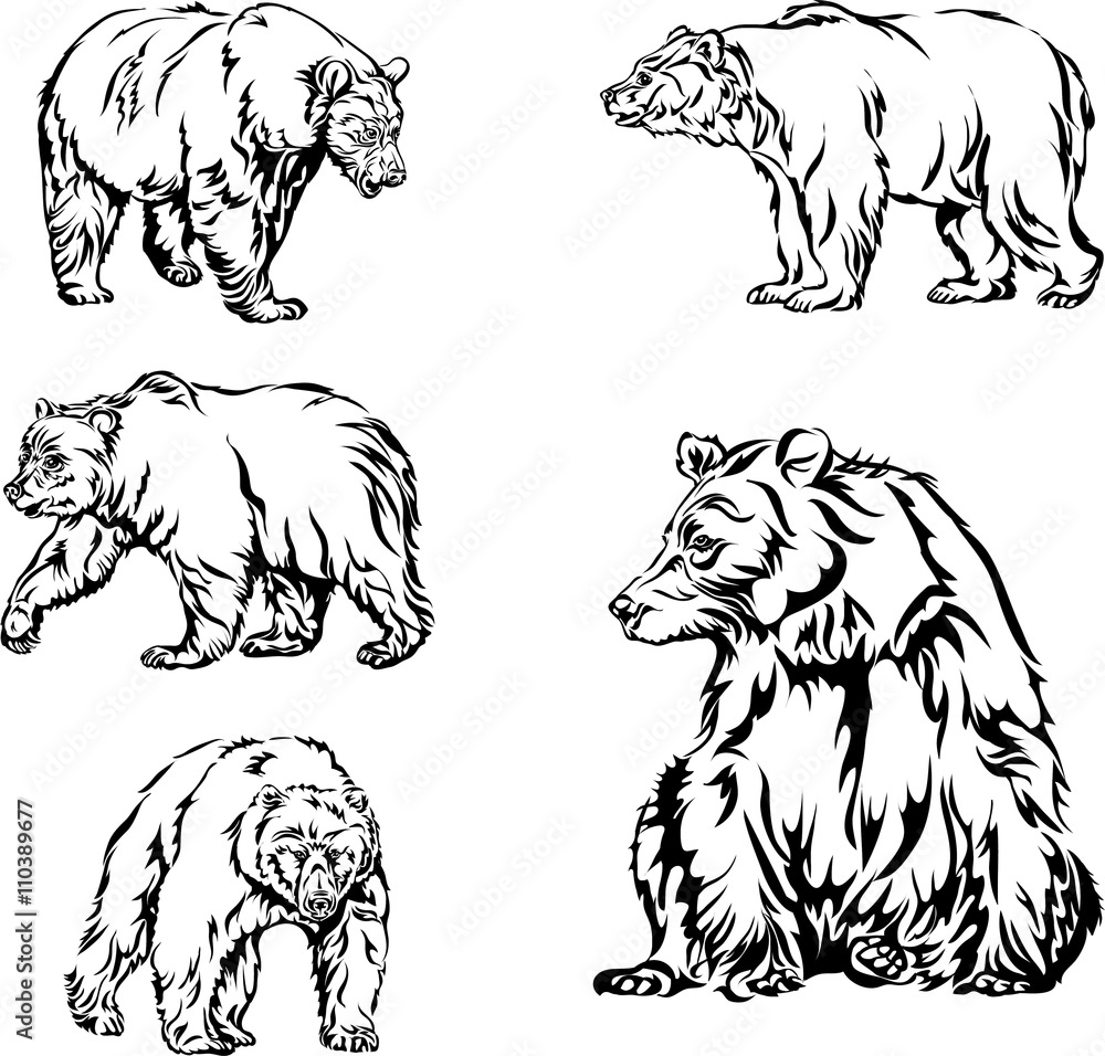 Obraz premium bear, image, various poses, drawing 