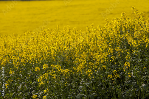 Canola Crop. Late spring, early summer is the time the canola crop comes into its spectacular showing. The yellow of the flower burst onto the countryside is swathes of colour. © janecampbell21