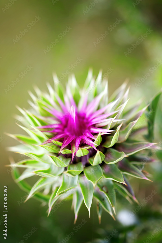 Beautiful purple flower of thistles Beautiful purple flower of thistles