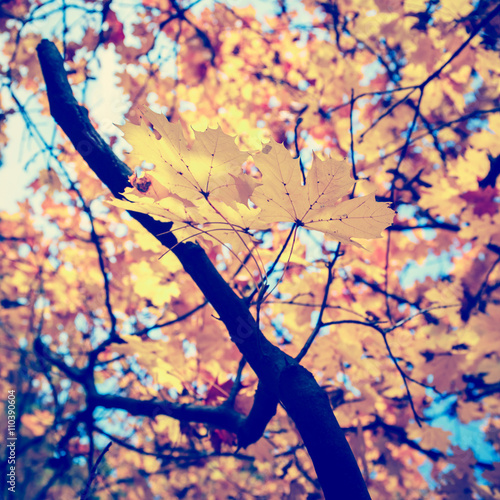 Colorful background of autumn leaf, vintage look