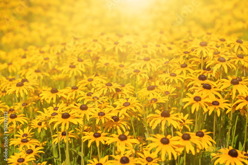 Rudbekia flowers field  blossoming at summer time  floral summer sunny background