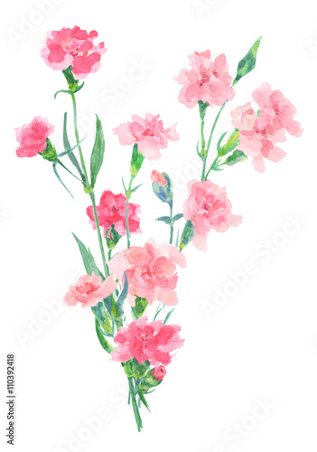 watercolor illustration with carnation isolated