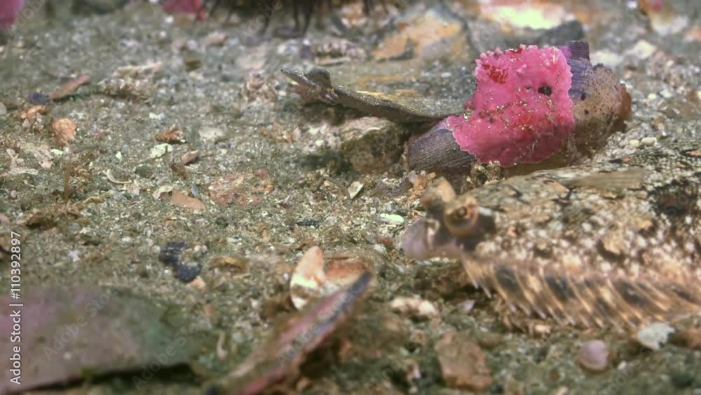 Flounder flatfish plaice sole brill flue fish on the stone seabed is ...