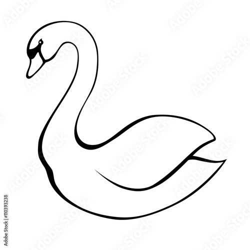 Swan black white bird isolated illustration vector