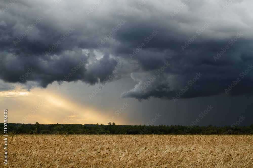 Fototapeta premium Wheat field and storm