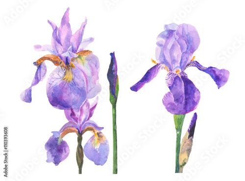 watercolor illustration with iris isolated