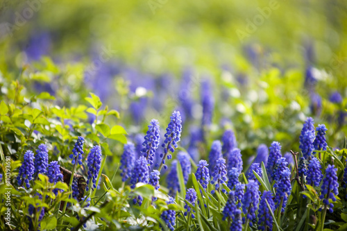 Fototapeta Naklejka Na Ścianę i Meble -  muscari flowers (murine hyacinth)