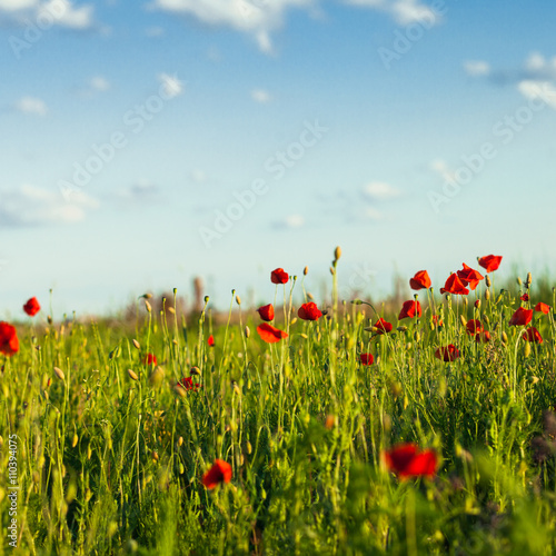 Poppies field and sky