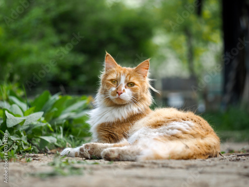 Cat on a footpath. Cat red, street, homeless. Green grass. Fuzzy cat, dirty fur. Strange yellow eyes