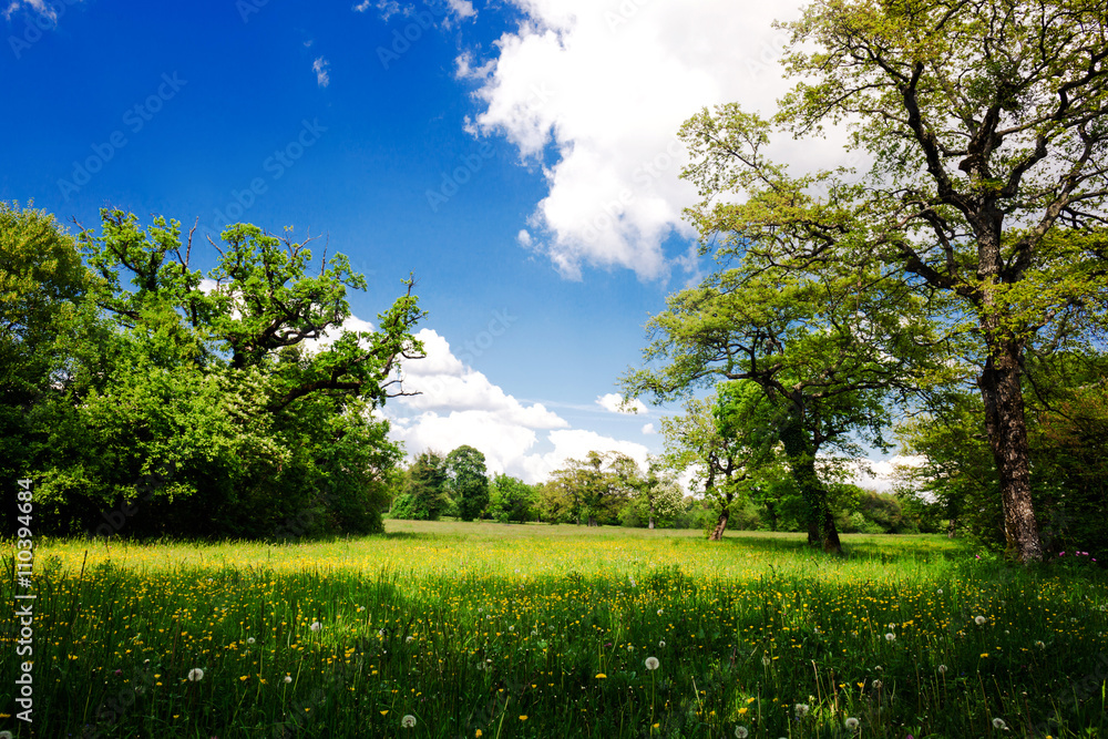Obraz premium country landscape in spring