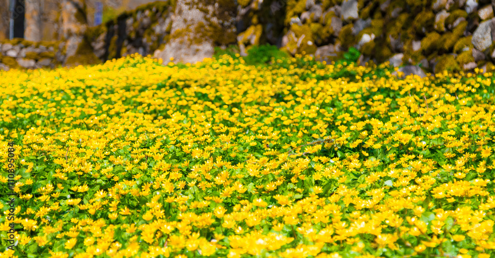 Obraz premium A field of spring yellow wood flowers Anemone Ranunculoides with stone background 