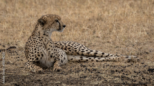 Female Cheetah lying in grassland taken in the Masai Mara Kenya.