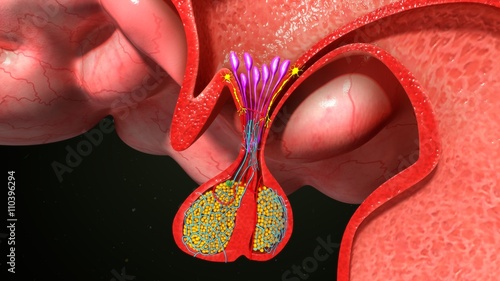 Pituitary gland Endocrine cells photo