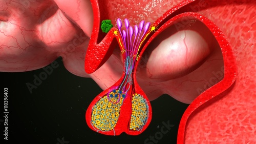 Pituitary gland Endocrine cells