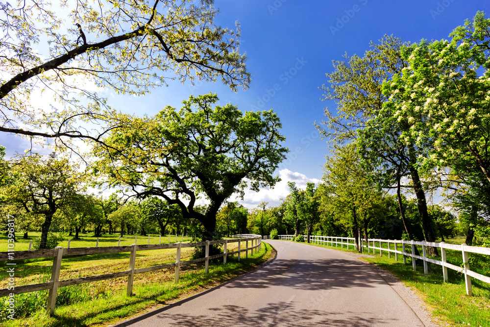 countryside in spring time