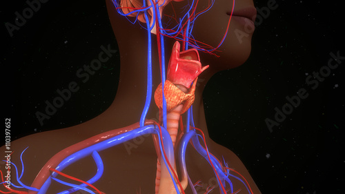Fotografía Thyroid gland