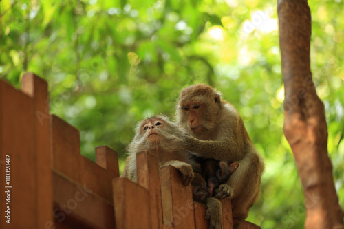 monkeys in forest photo