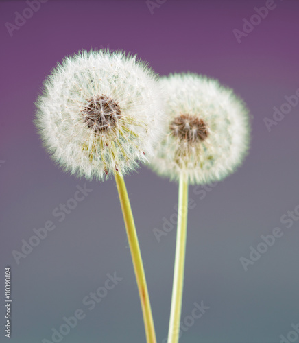 dandelion flower on violet color background  many closeup object