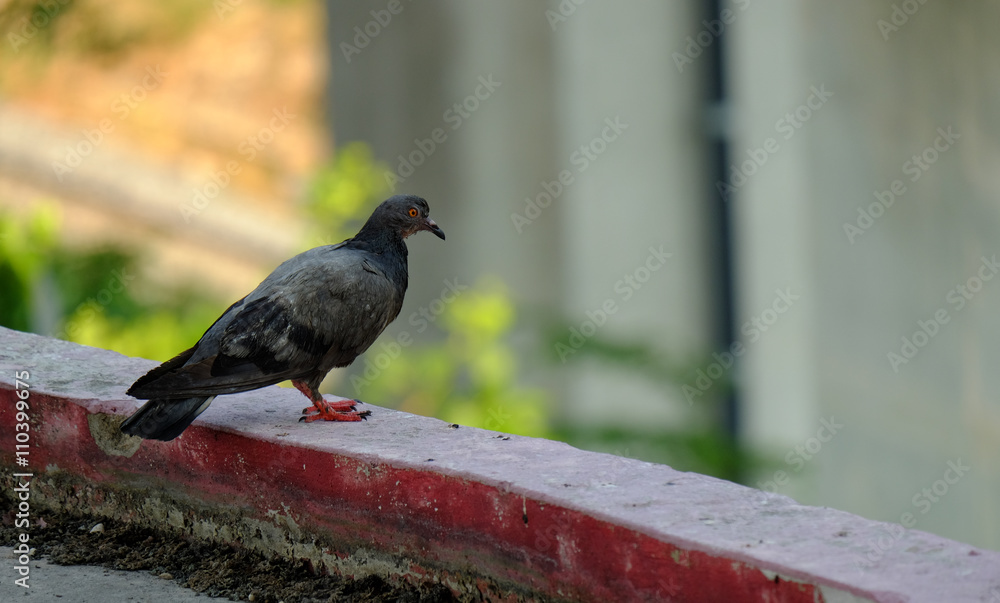 Fototapeta premium pigeon in Asia, Thailand (Selective focus)