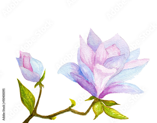 watercolor hand painted magnolia flower and bud on white