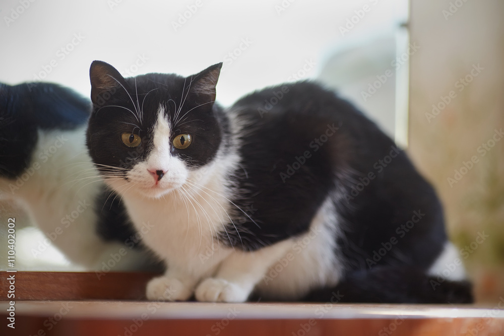 Cat of a black-and-white color near a mirror.